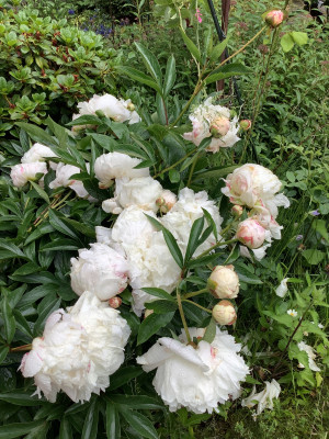 IMG_0574.jpeg