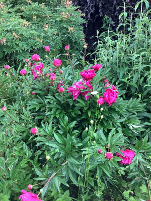 IMG_0587.jpeg