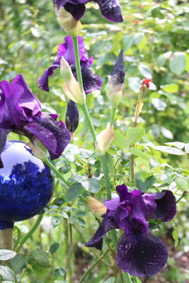 Iris dunkellila hell 6.JPG