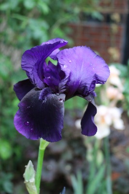 Iris Schwarze v Jutta II 12.JPG