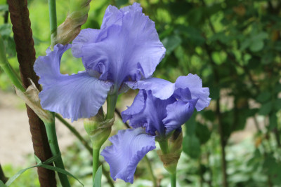 Iris hellblau hoch nicht Silverado 3.JPG