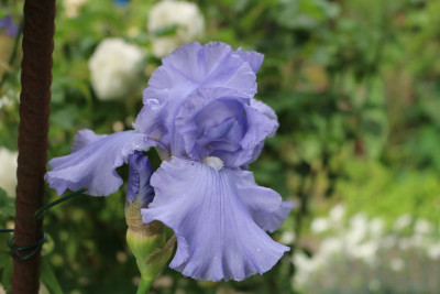 Iris hellblau hoch nicht Silverado 2.JPG