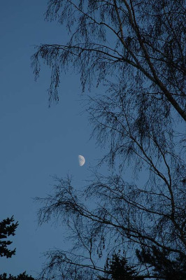 silhouette_mond_8295.jpg