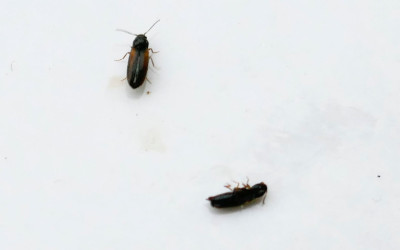 Schädling-Maulbeere3.jpg