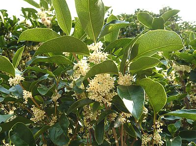 Osmanthus_fars_2008.jpg