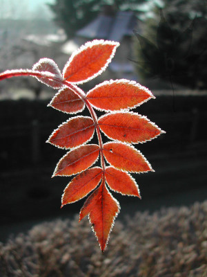 sorbus_hupehensis_reif.jpg