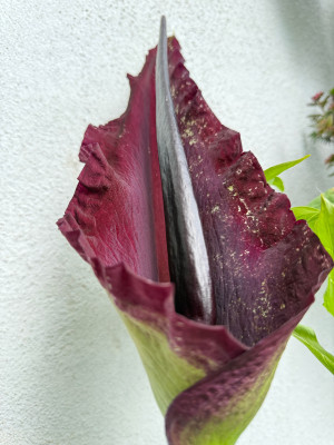 IMG_7139.jpeg