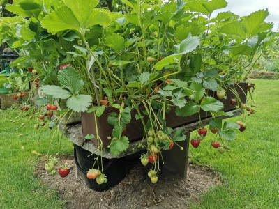 Erdbeeren 20250606.jpeg