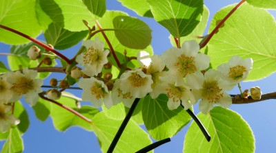 Kiwiblüte-groß.jpg
