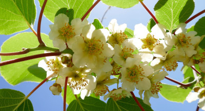 Kiwiblüte-groß2.jpg