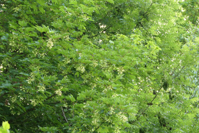 P1011747.JPG