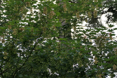 P1011746.JPG