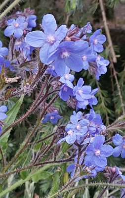 Anchusa