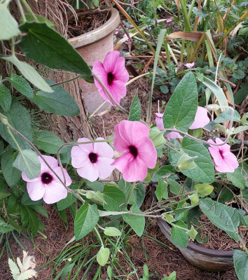 Thunbergia rose