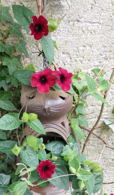 Rote Thunbergia