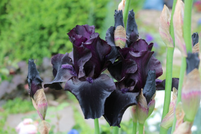Iris Schwarze v Jutta I 7.JPG