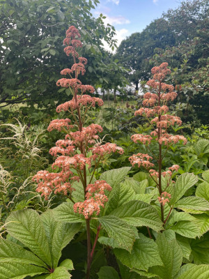 Rodgersia aesculifolia Juni 2025.jpg
