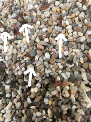 Torreya nucifera Germination June 2025 2.jpg