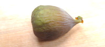 GdSJ Breba.jpg
