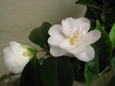 22.03.08_9191_camellia_spring_mist.jpg