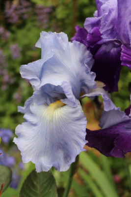 Iris Sapphire Hills 7.JPG