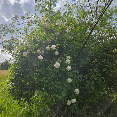Rosa Noisette ‘Madame Alfred Carrière’ f 20250517_174626.jpg