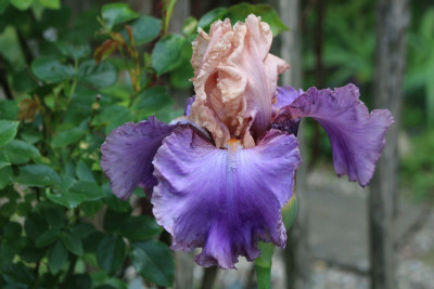 Iris Poem of Ecstasy.JPG