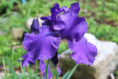 Iris dunkellila Boll 7.JPG