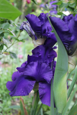 Iris dunkellila Odin 2.JPG
