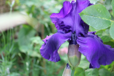 Iris dunkellila Fisch 2.JPG