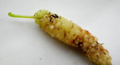 Schaden-Maulbeere.jpg