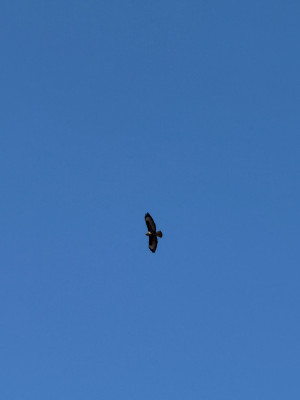 Mäusebussard