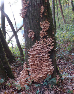 Pilze_0010__41093.jpg
