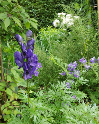 Aconitum