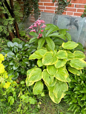 IMG_0409.jpeg