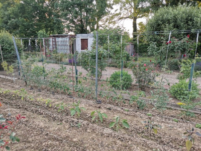 Tomaten 17 20250609.jpeg
