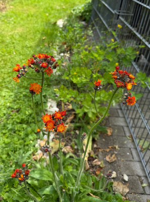 IMG_6841.jpeg