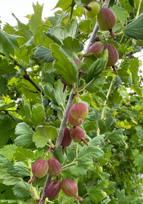 ribes.jpg
