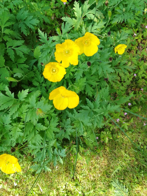 Meconopsis cambrica