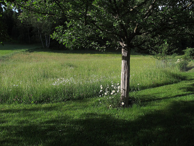 wiese1.img.JPG