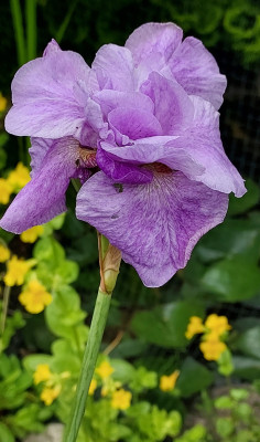 Iris sib. Impetial Opal