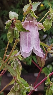 Campanula
