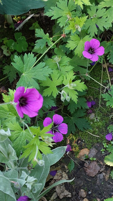 Geranium