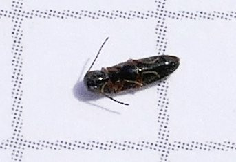 Schaden-Maulbeere-rücken2.jpg