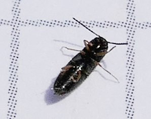 Schaden-Maulbeere-rücken.jpg