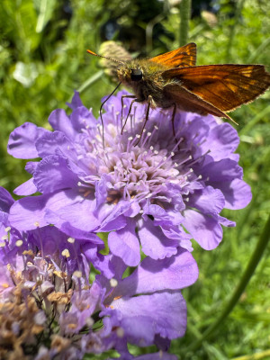 IMG_7902.jpeg