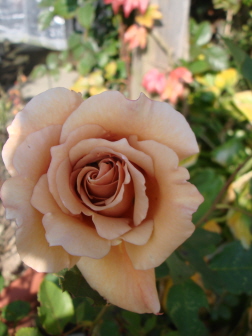 Julias_Rose_fuer_fbb.jpg