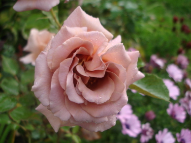 Julias_Rose2_fuer_fbb.jpg