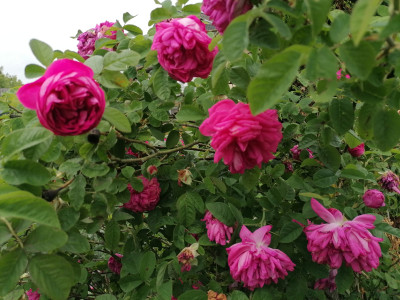 IMG_20250610_133804.jpg