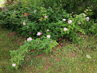 IMG_20250610_134338.jpg